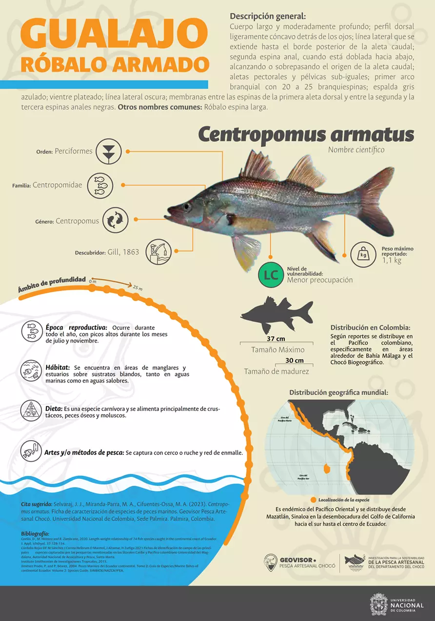 centropomus_armatus