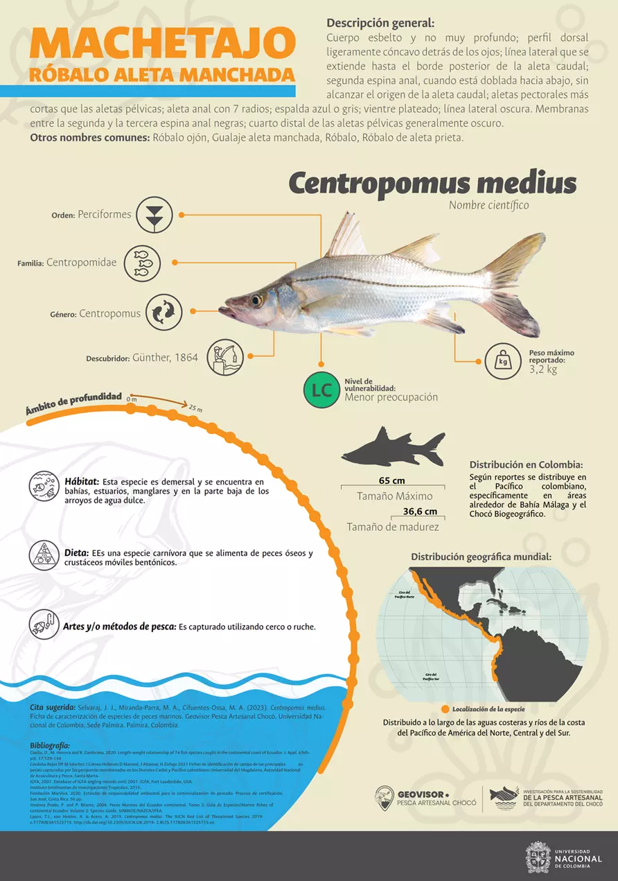 centropomus_medius