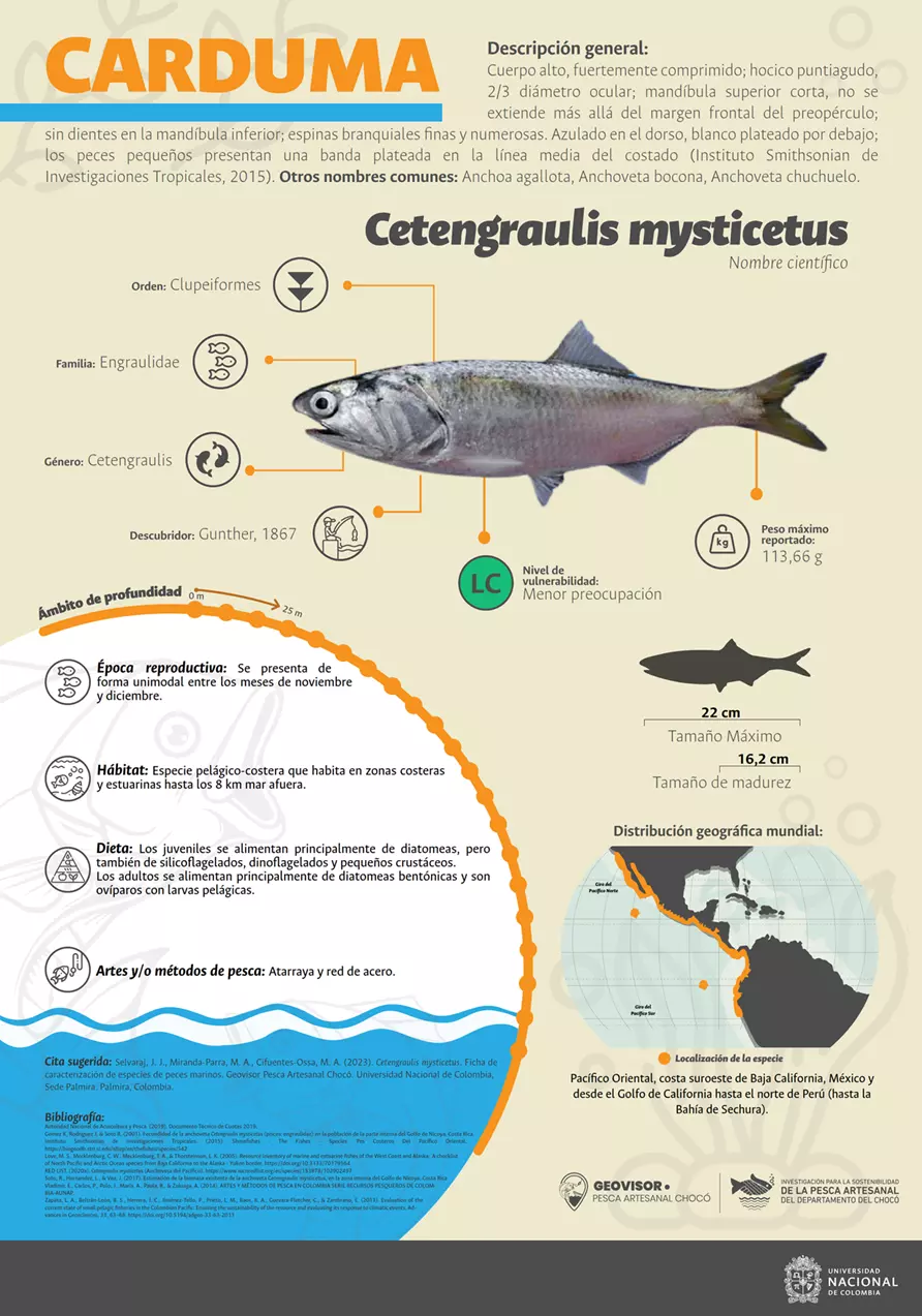 cetengraulis_mysticetus