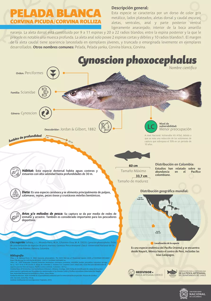 cynoscion_phoxocephalus