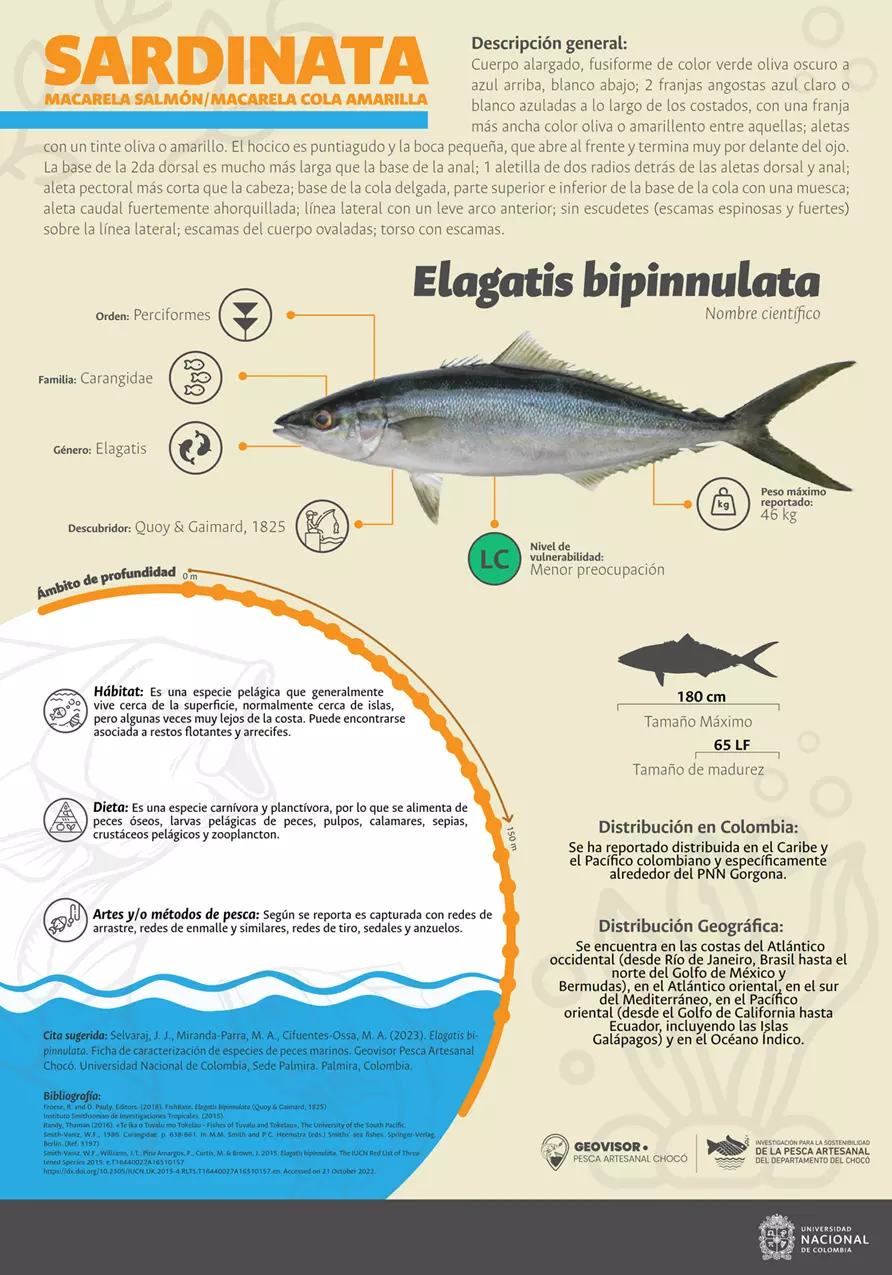 elagatis_bipinnulata