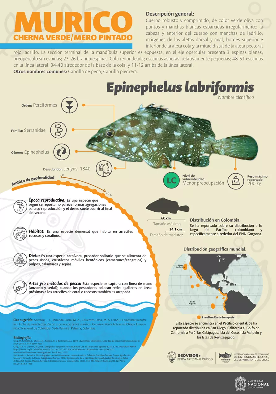 epinephelus_labriformis