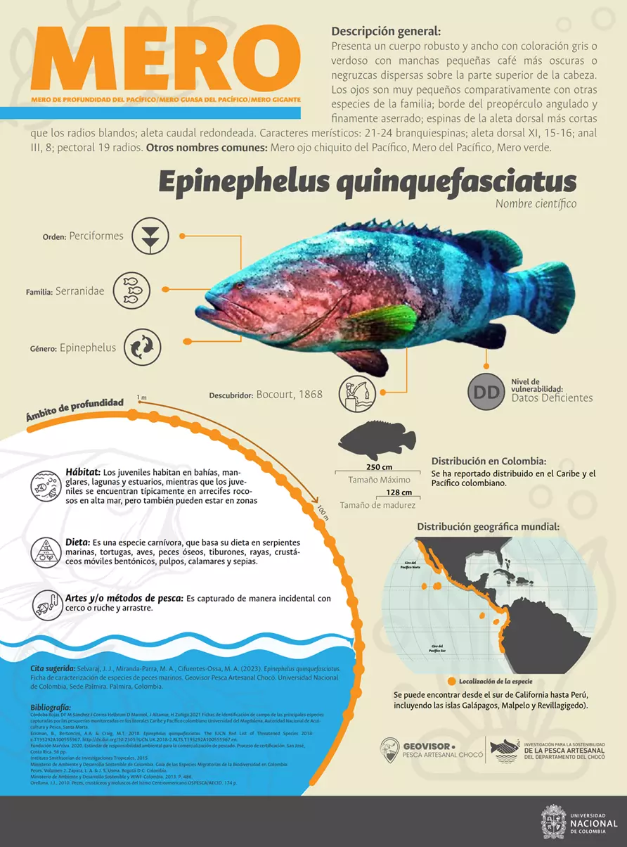 epinephelus_quinquefasciatus