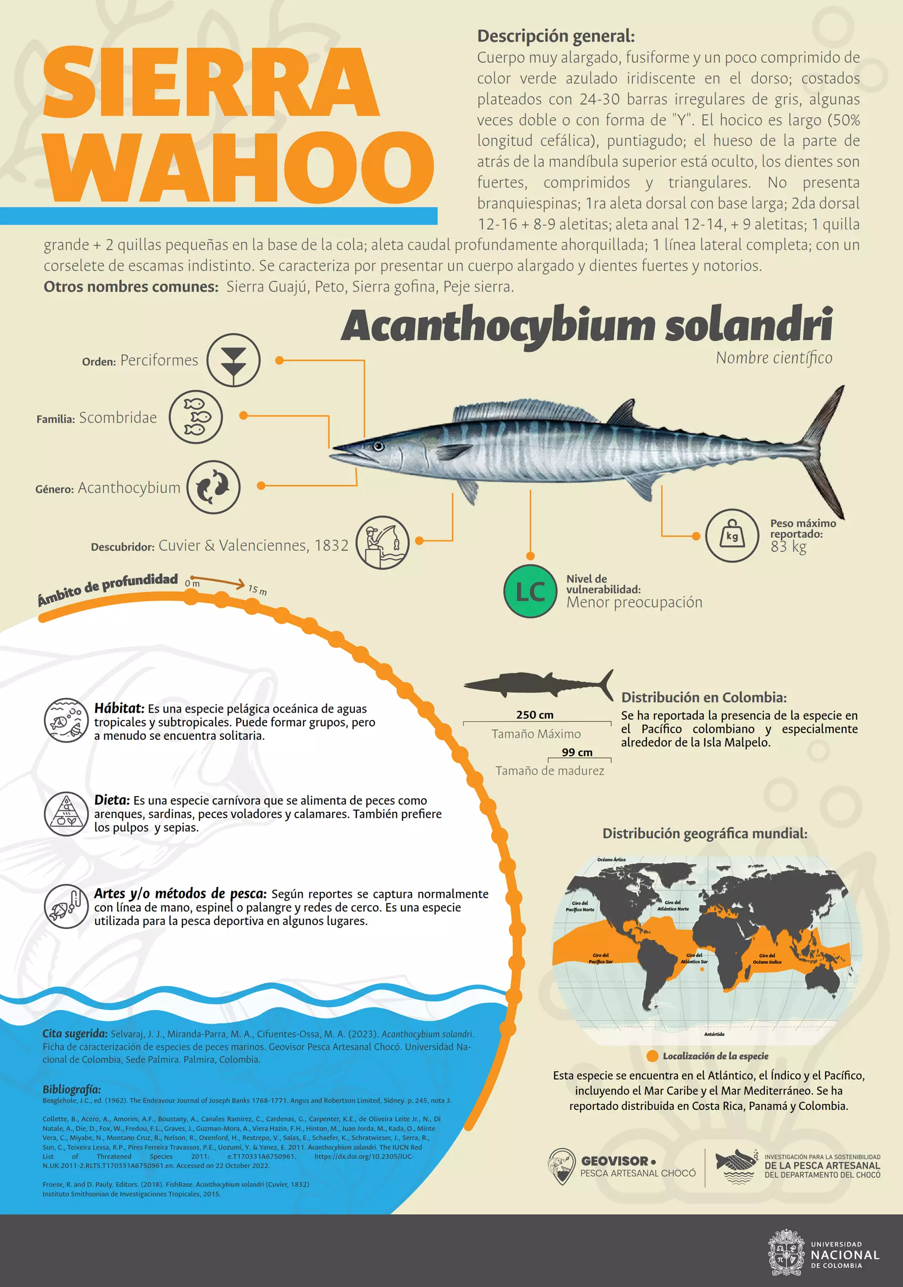 acanthocybium_solandri