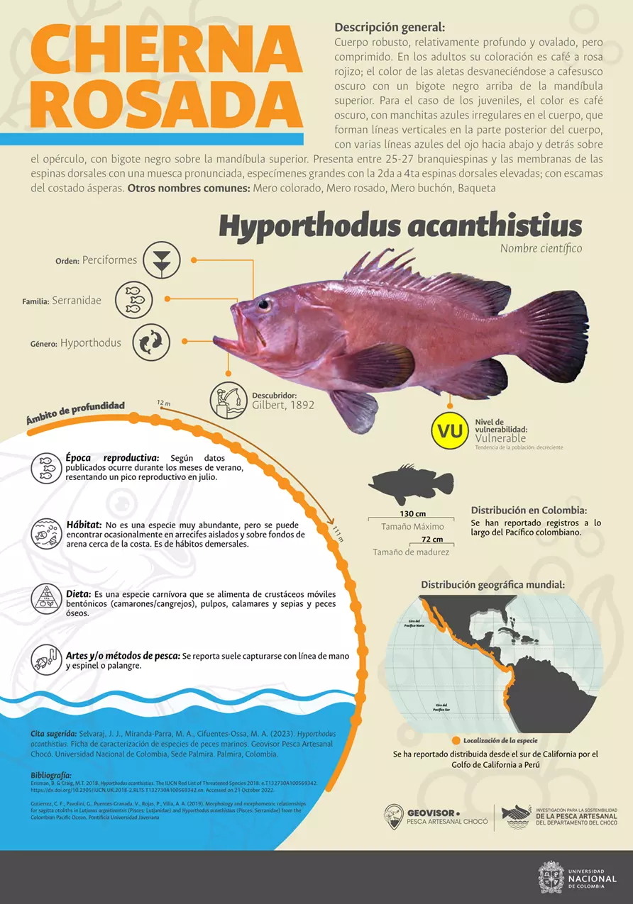 hyporthodus_acanthistius