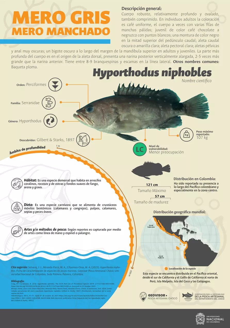 hyporthodus_niphobles