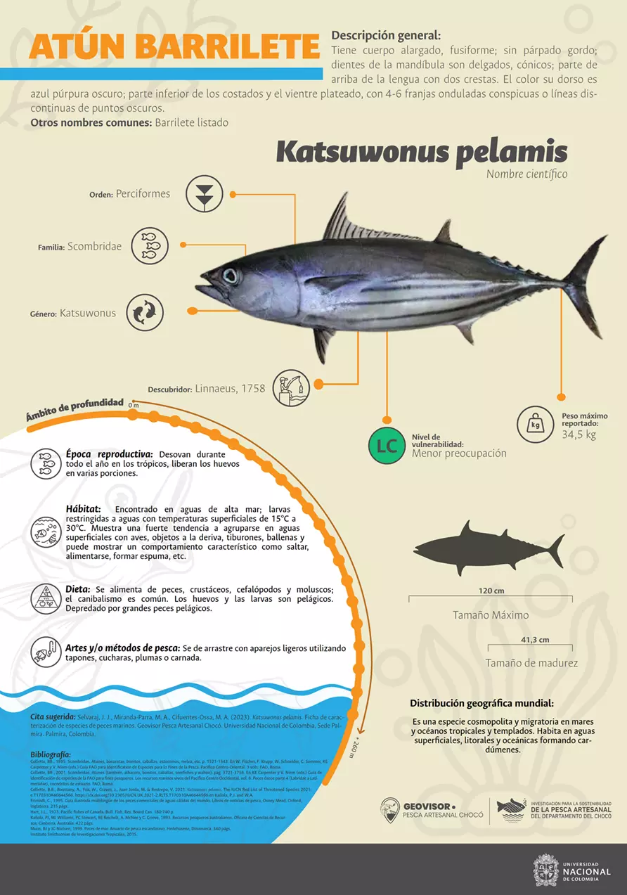 katsuwonus_pelamis