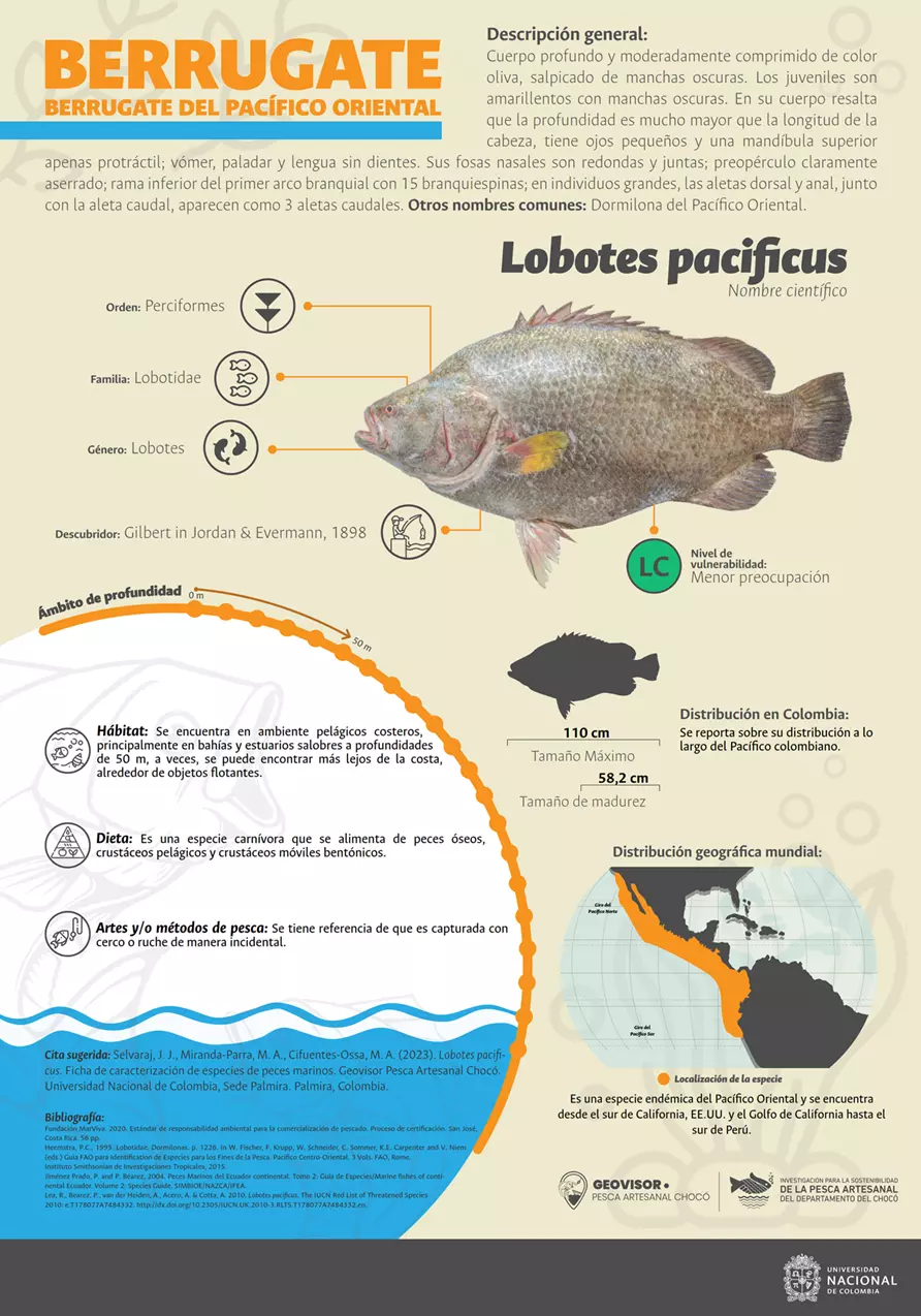 lobotes_pacificus