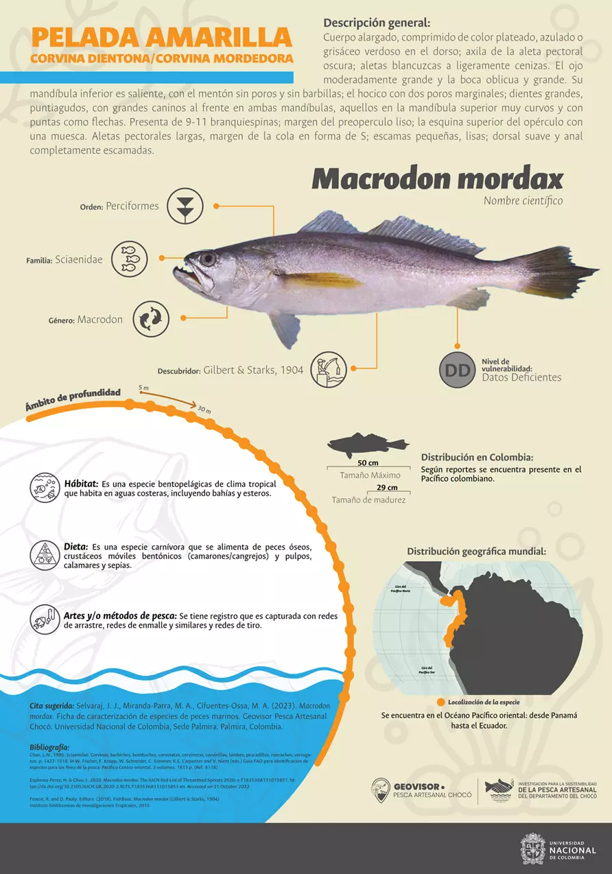 macrodon_mordax