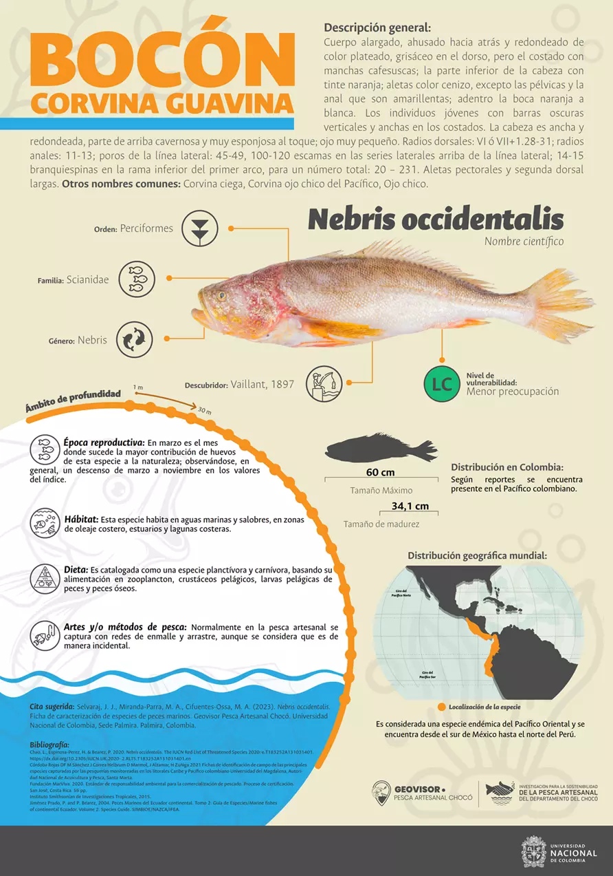 nebris_occidentalis