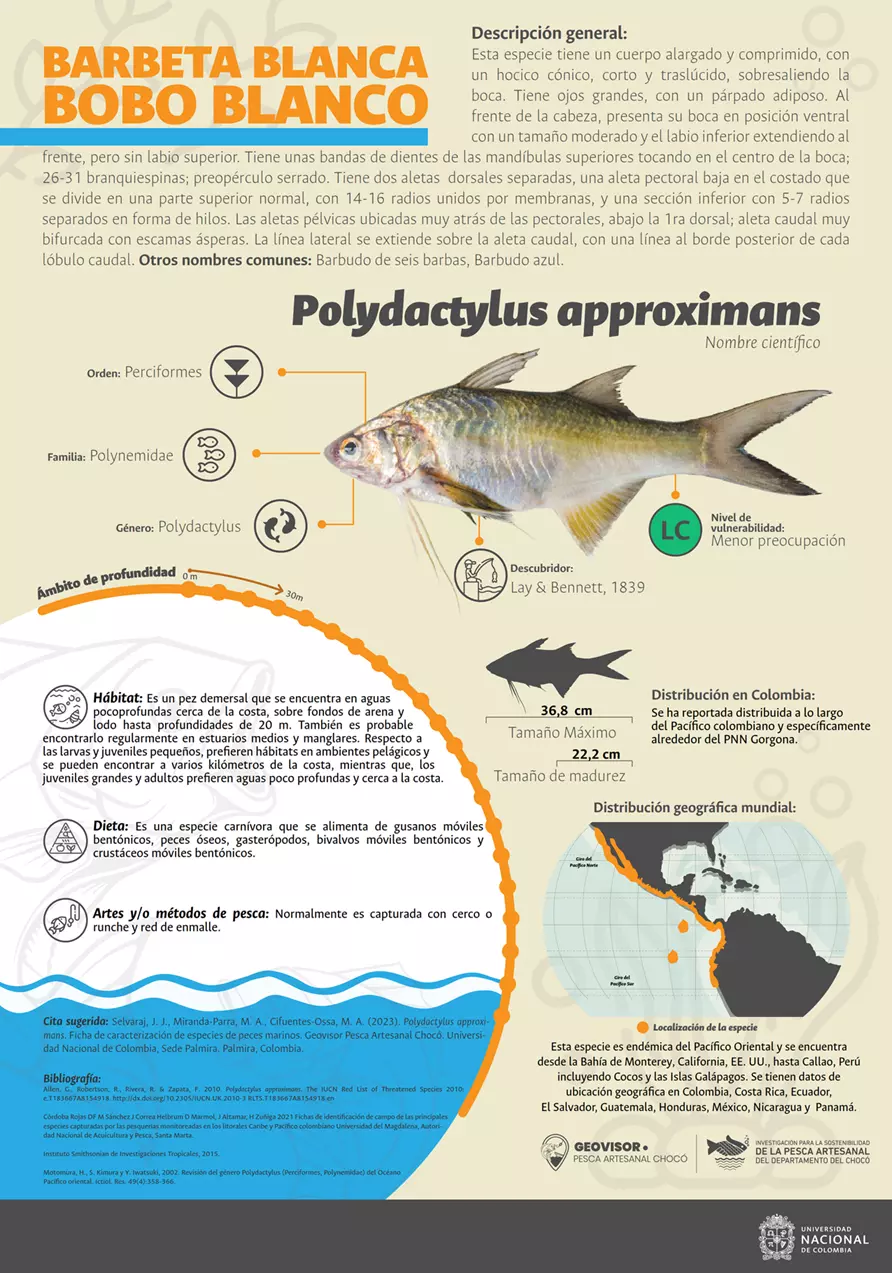 polydactylus_approximans