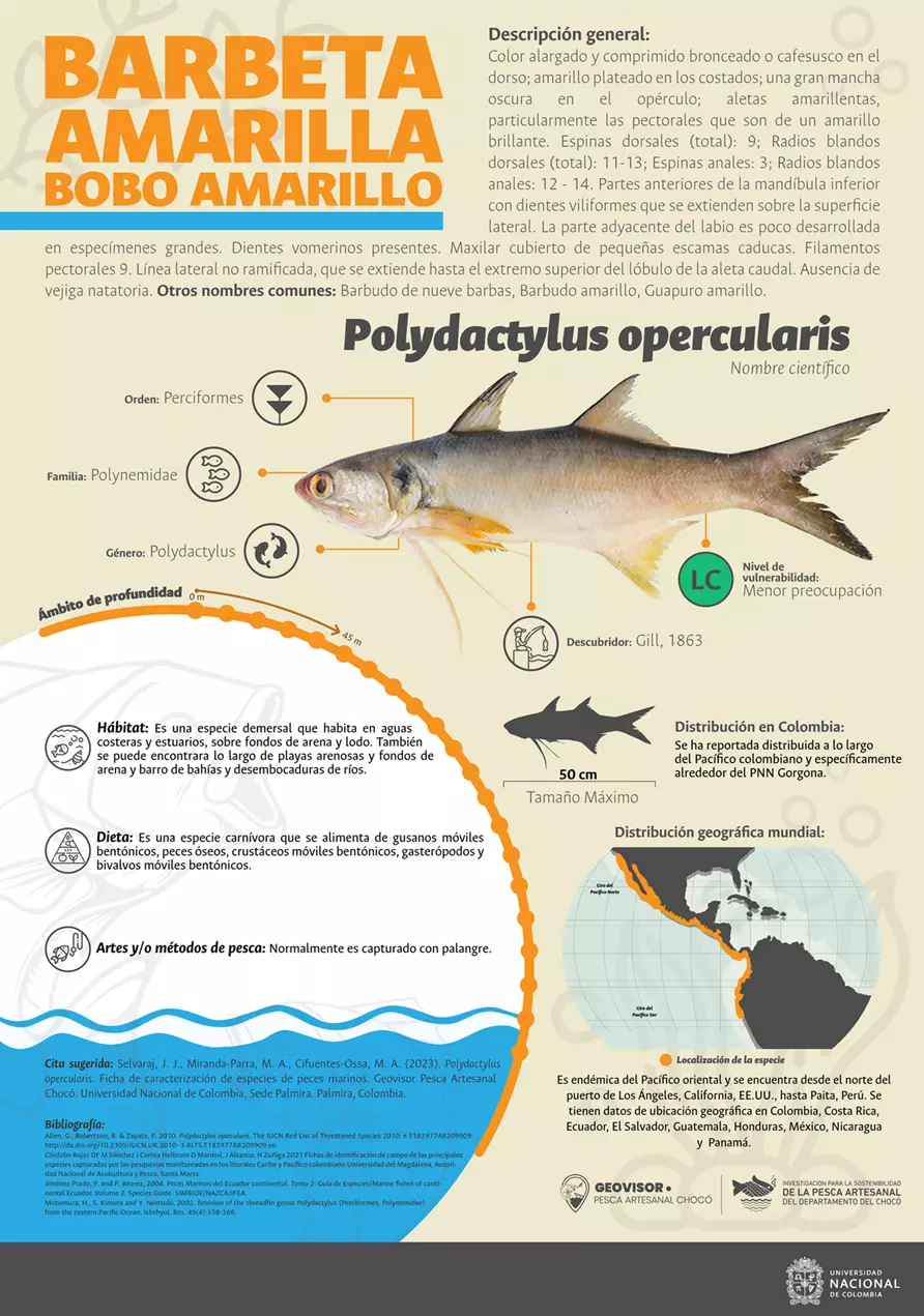 polydactylus_opercularis