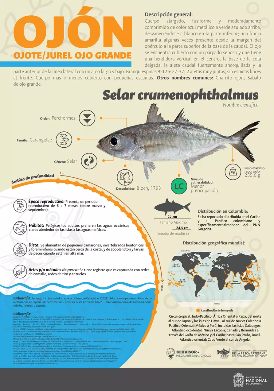 selar_crumenophthalmus