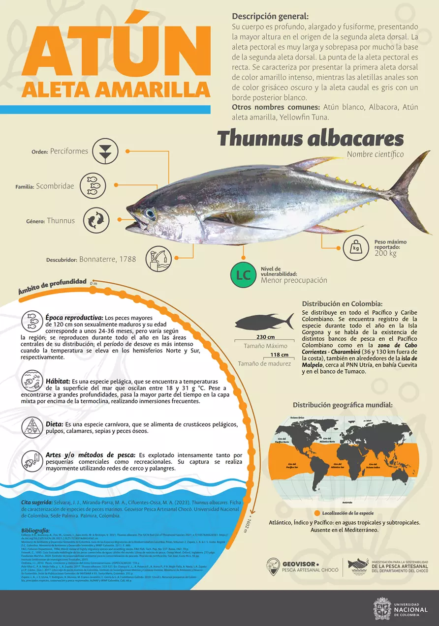 thunnus_albacares