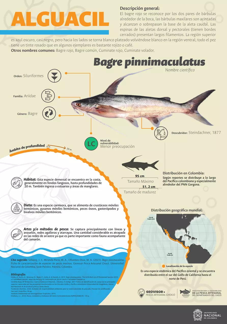 bagre_pinnimaculatus