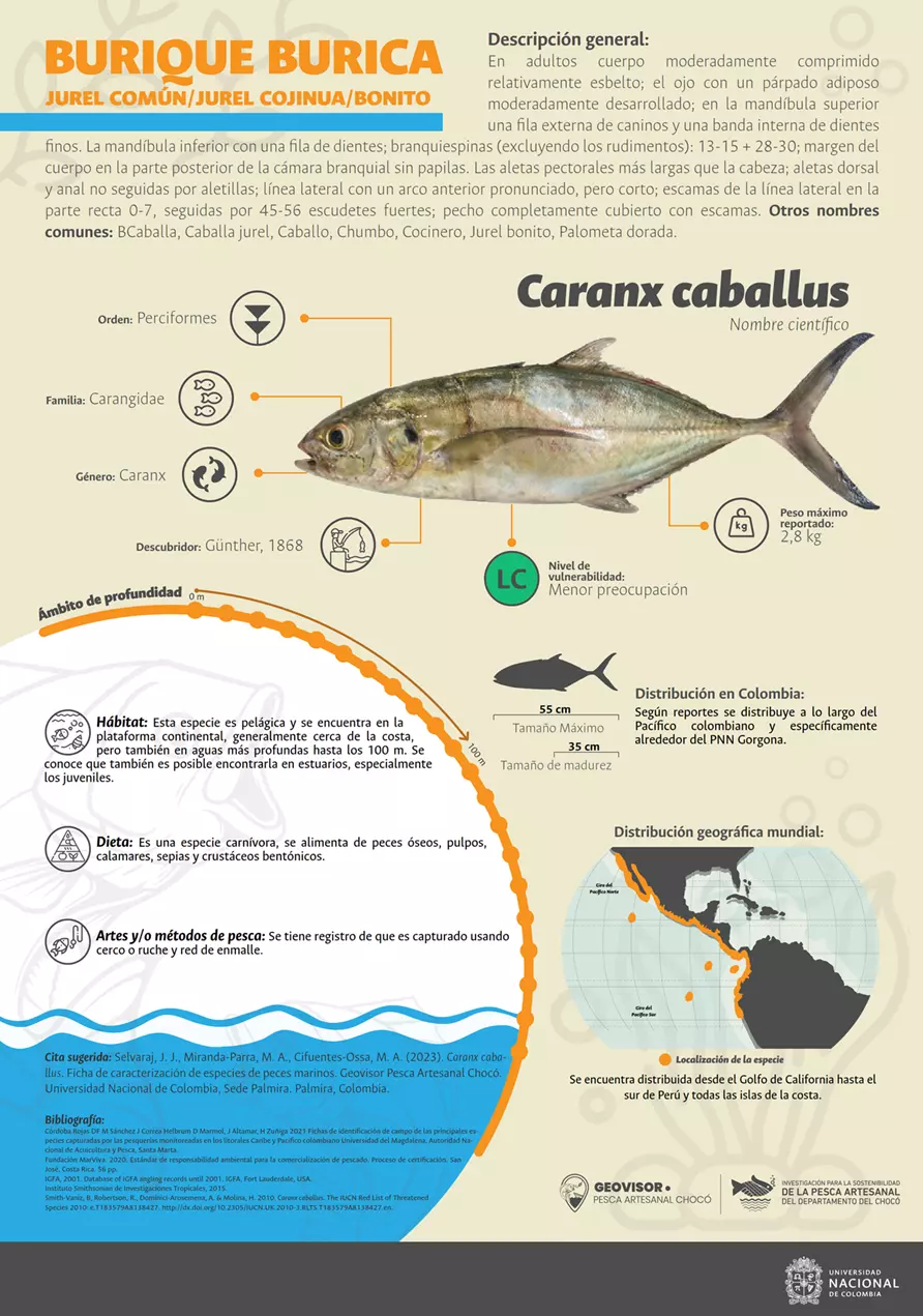 caranx_caballus