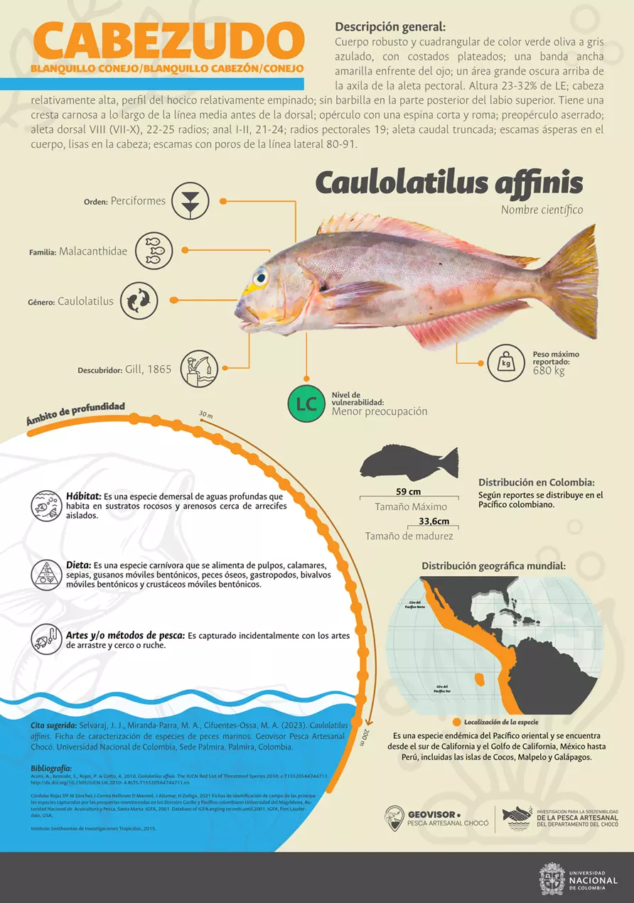 caulolatilus_affinis