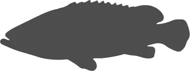 epinephelus_quinquefasciatus